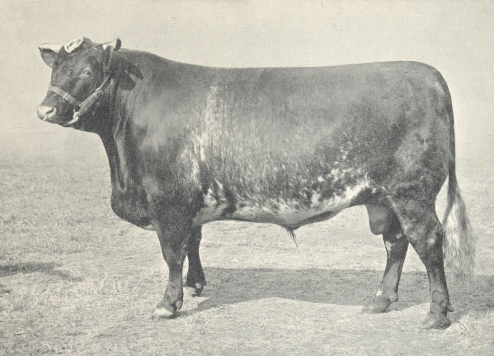 CATTLE. Shorthorn Bull
